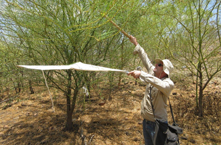 Solving northern Australia’s Parkinsonia problem