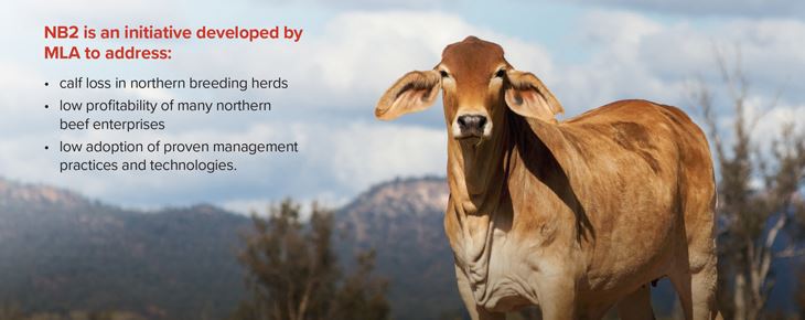 Launching a better future for northern Australian breeding herds | NB2