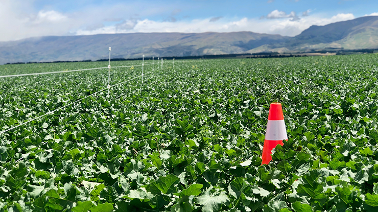 Brassicas traffic cone-FI.png