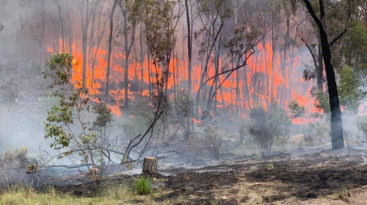 solnedgang Snuble Opbevares i køleskab Natural disaster resources available now | Meat & Livestock Australia