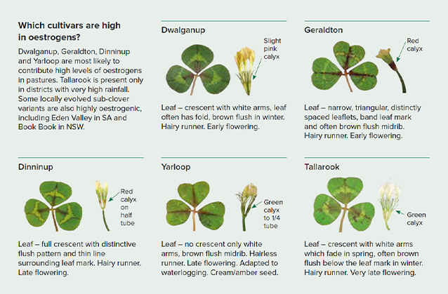 Cultivars - 638x419.jpg