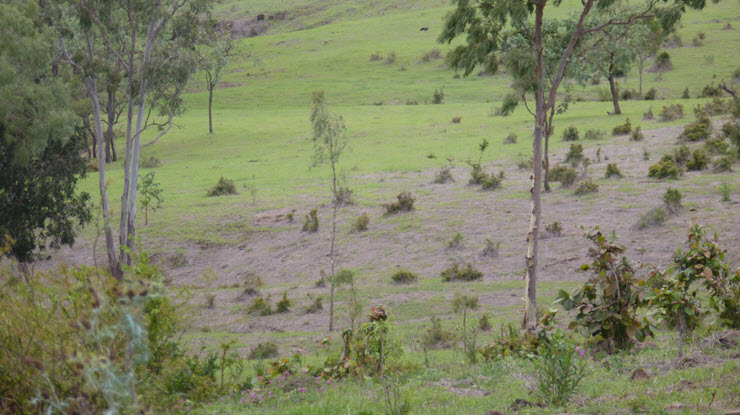 Pasture Dieback