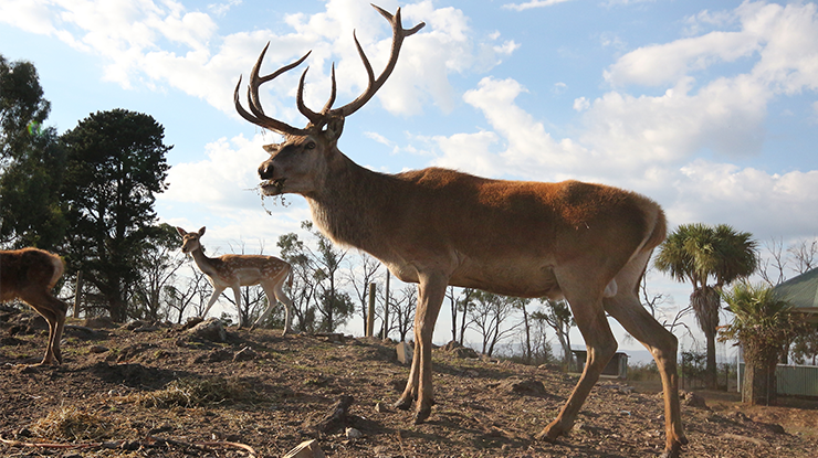 It's Feral Friday: deer | Meat & Livestock Australia