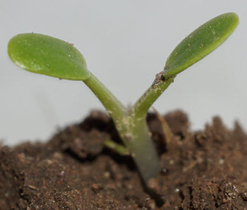 2. Techsheet 1 cotyledons.JPG