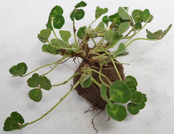 3. Techsheet 1 Mature sub clover plant.jpg