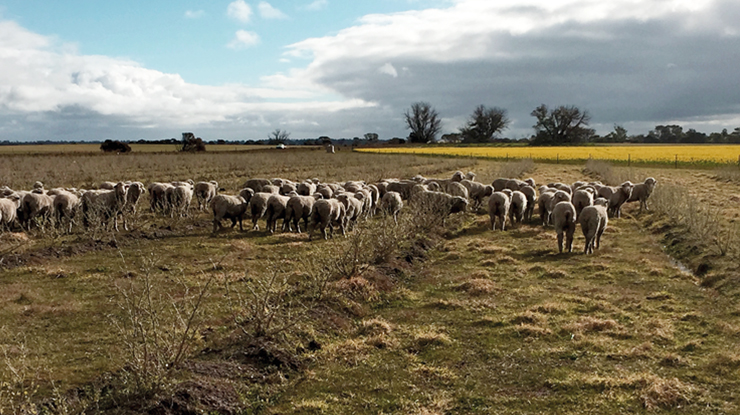 Lehman Saltbush 740x415.jpg