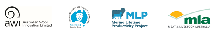 merino-project.png