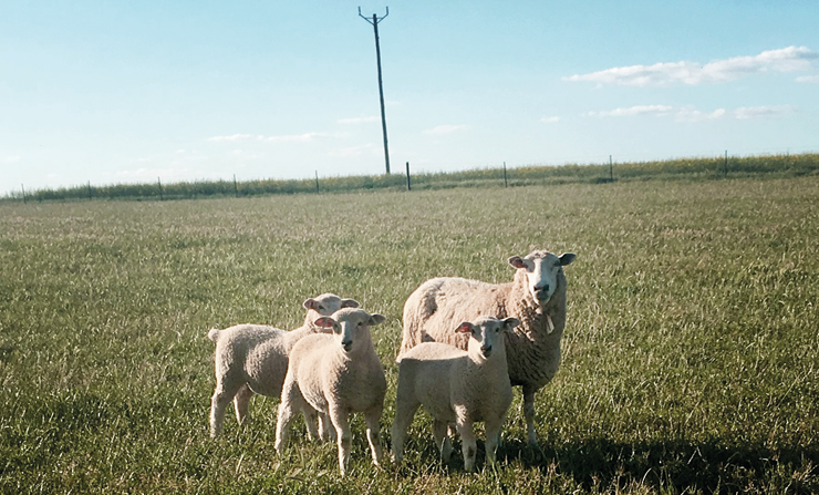 Producing more lamb per hectare 2.png