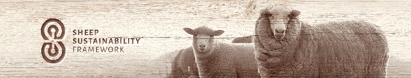 sheep-sustainability.png