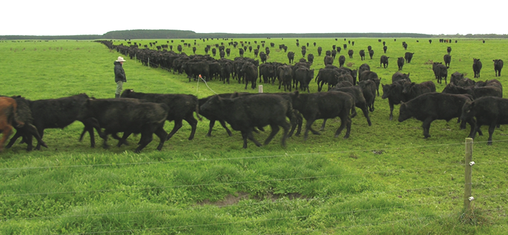 Steve-MOVING STEERS.png