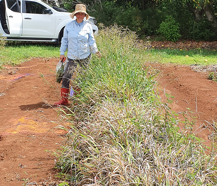 Treated and untreated plots - 700x600.jpg