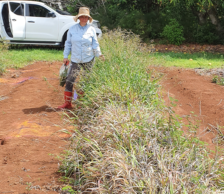 Treated and untreated plots - 750x650.jpg