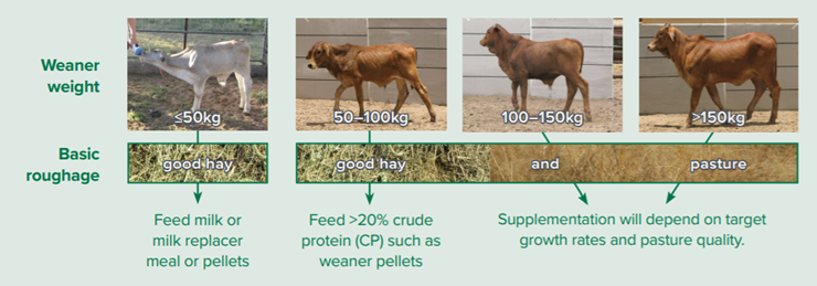 weaner-feeding-decisions.png