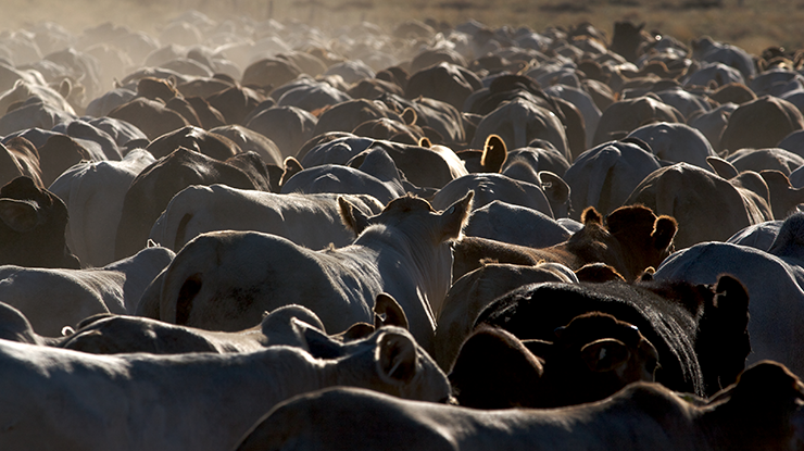 What is the right joining system for your herd? | Meat & Livestock Australia