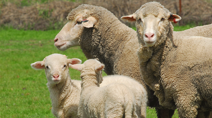 Meat mates lamb online booster