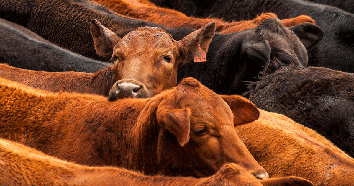 How does the Australian red meat industry stack up globally? Meat