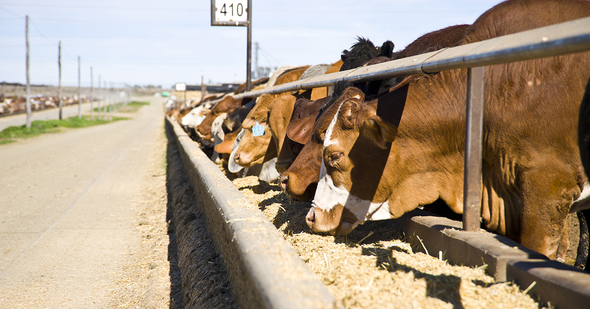 Steady build for national feeder market Meat & Livestock Australia