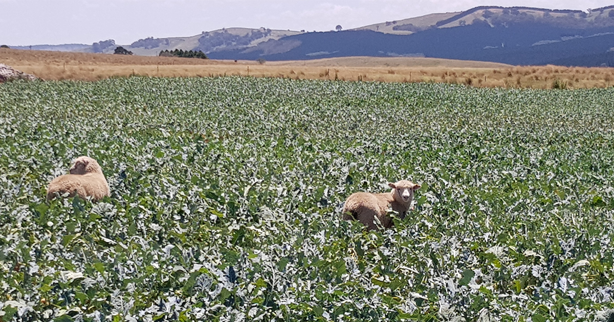 Lamb finishing is it worth it? Meat & Livestock Australia