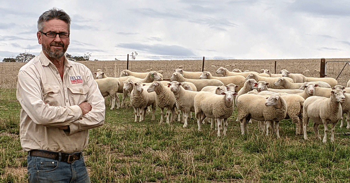 Eating quality an important trait for ram breeders | Meat & Livestock ...