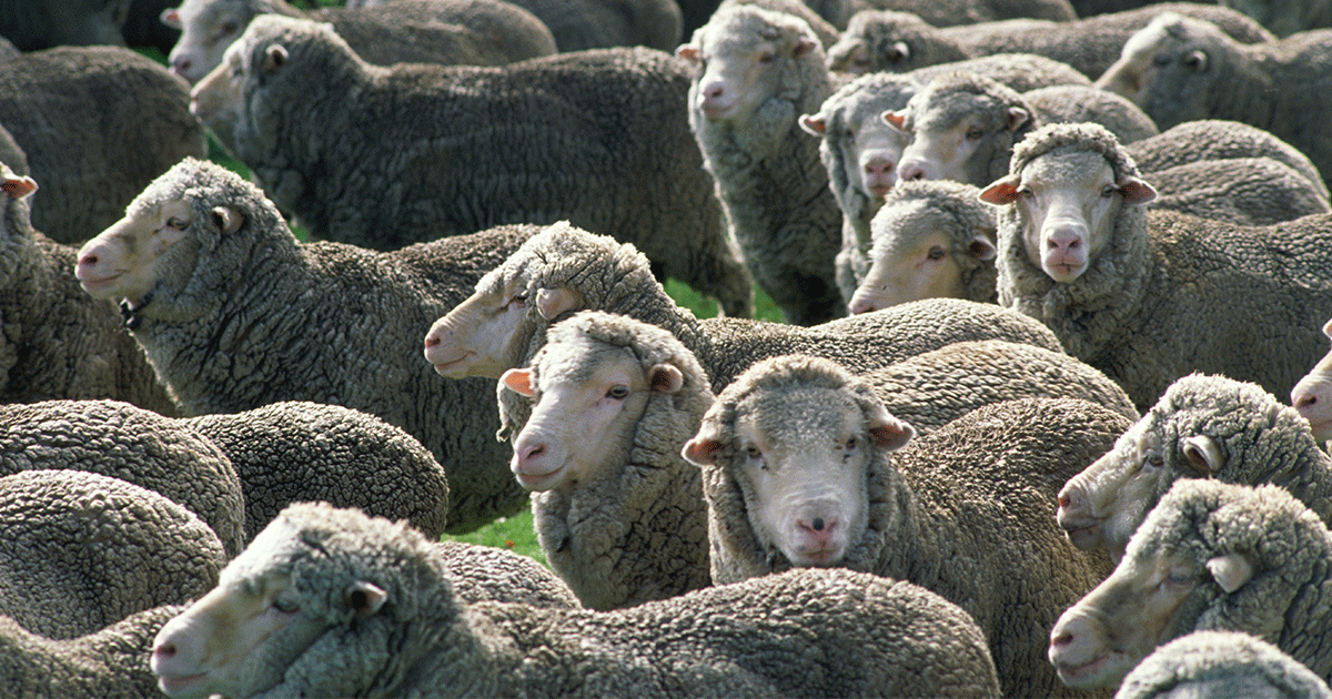 Precision Soil Mapping on CentralVictorian Pastures Field Day Meat