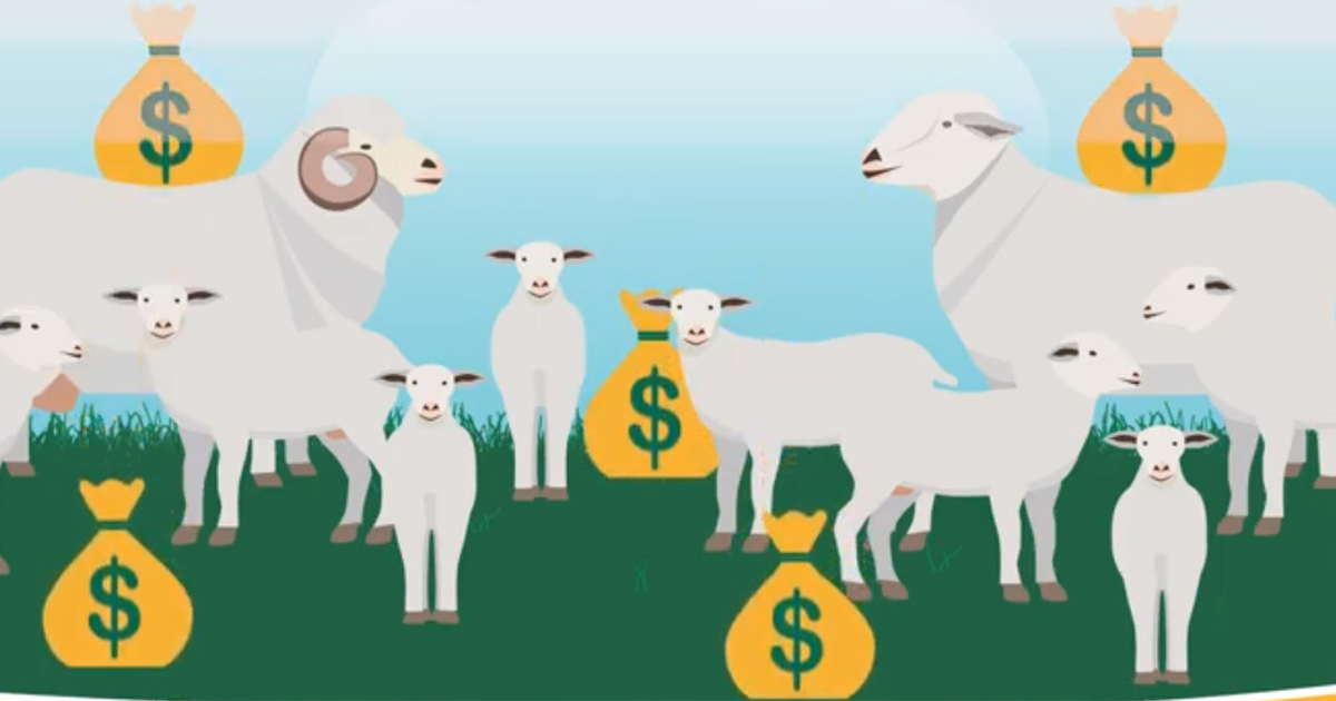 Choosing traits when selecting rams Meat & Livestock Australia