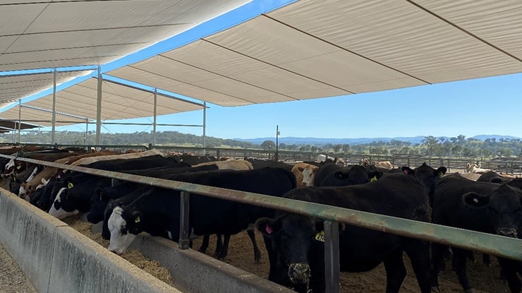 The two-tiered shade system being trialled at UNE’s Tullimba feedlot research facility.
