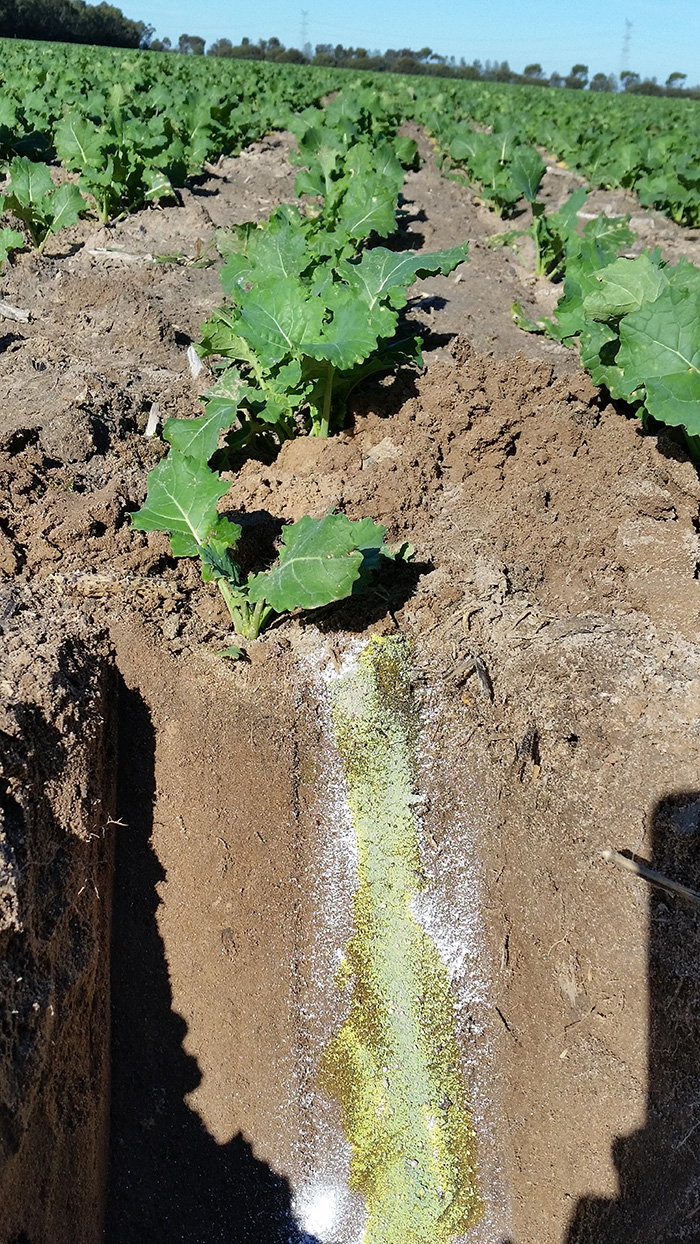 Andrew-Whitlock pH testing canola.jpg