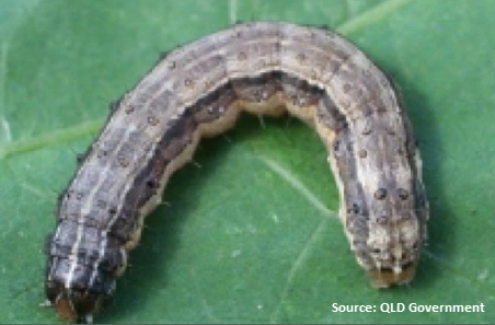 armyworm-TN.png