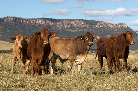 Weekly cattle and sheep market wrap