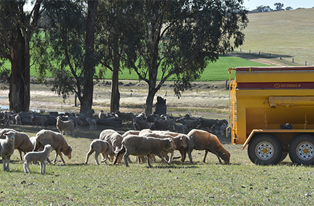 Top tips for setting up a containment feeding system