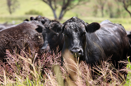 Cattle Heat Load Toolbox