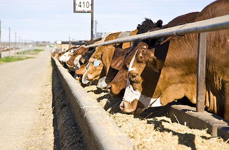Moving towards carbon neutrality webinar