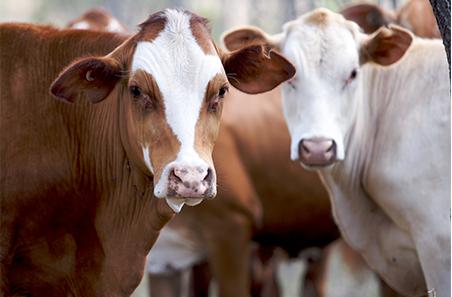 Heifer prices retreat as buyers sharpen specifications