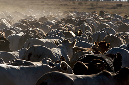 Reconciling herd data to understand business performance