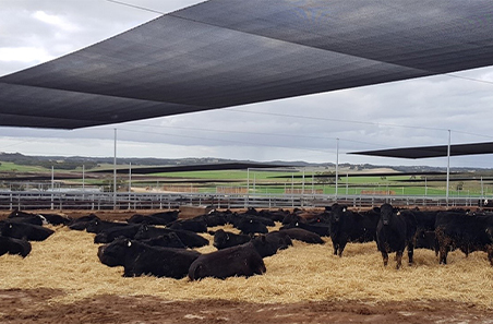 Are feedlots filling up?