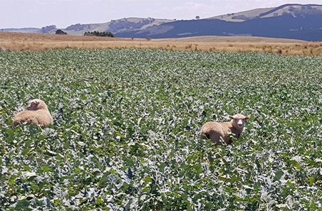 National procedures and guidelines for intensive feeding systems