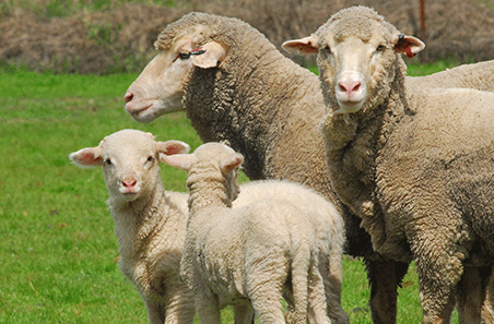 Finished lamb prices hit record highs despite tight seasonal supply