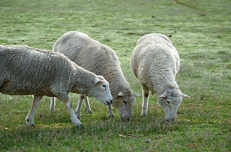 National flock moves towards meat breeds