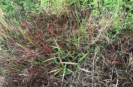 Pasture dieback action plan