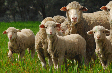 From drought to opportunity: What’s ahead for lamb producers?