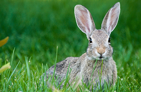 Plan, map, act: rabbit control toolkit for producers