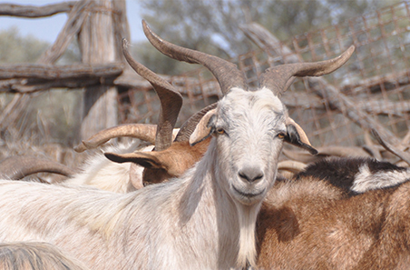 Supplement cost calculator for rangeland goats