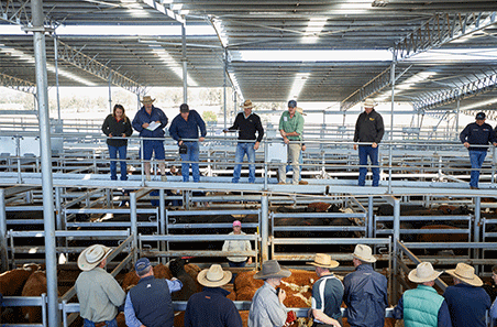 Cattle saleyard transactions rise as sheep volumes decline in 2025–26: NLRS Saleyard Survey