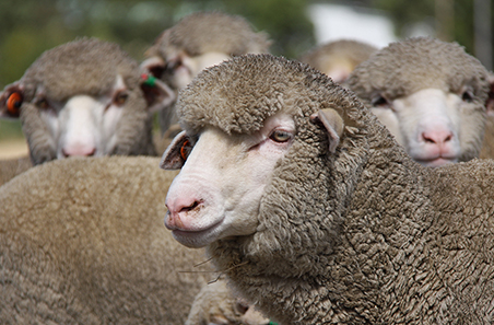 Analysis enhancements and revised database for Sheep Genetics