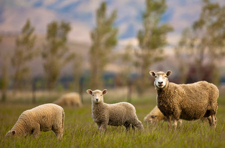 Milestone reached for Merino Lifetime Productivity Project
