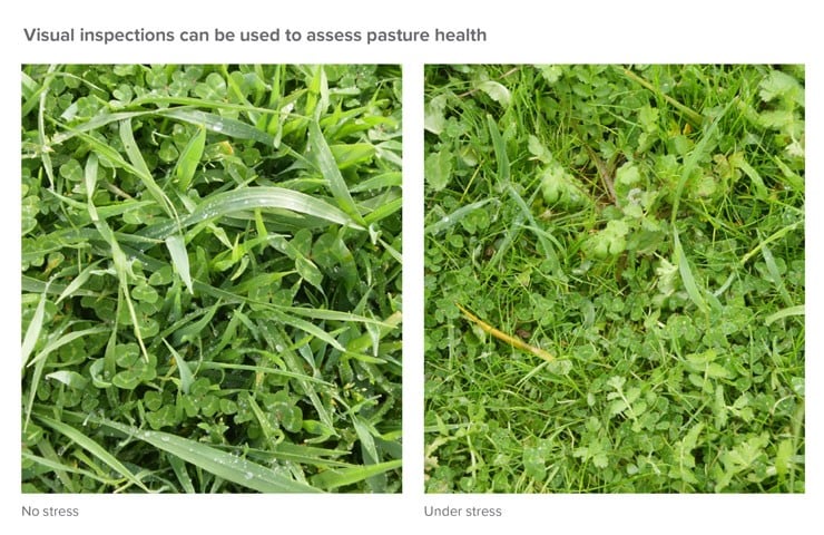 Visual-inspection-pasture-health.jpg