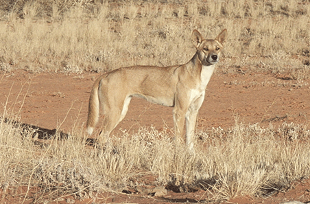 Feral Friday: reporting back on wild dogs