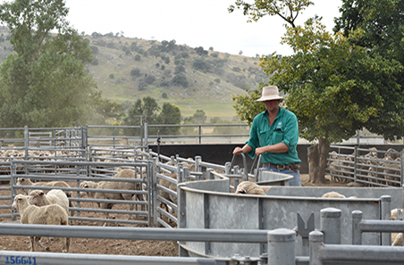 Sheep producers show resilience amidst challenges: MLA’s May 2025 Intentions Survey