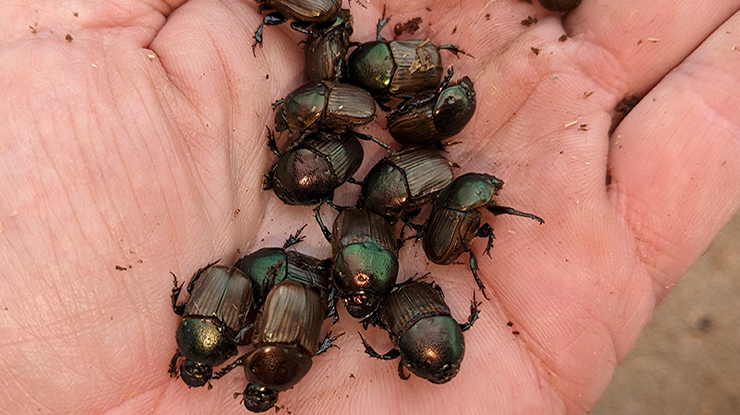 Eat the beetles? Rural people losing their taste for a crucial