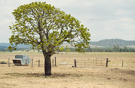 Native vegetation 1: Assessing the condition of remnant vegetation